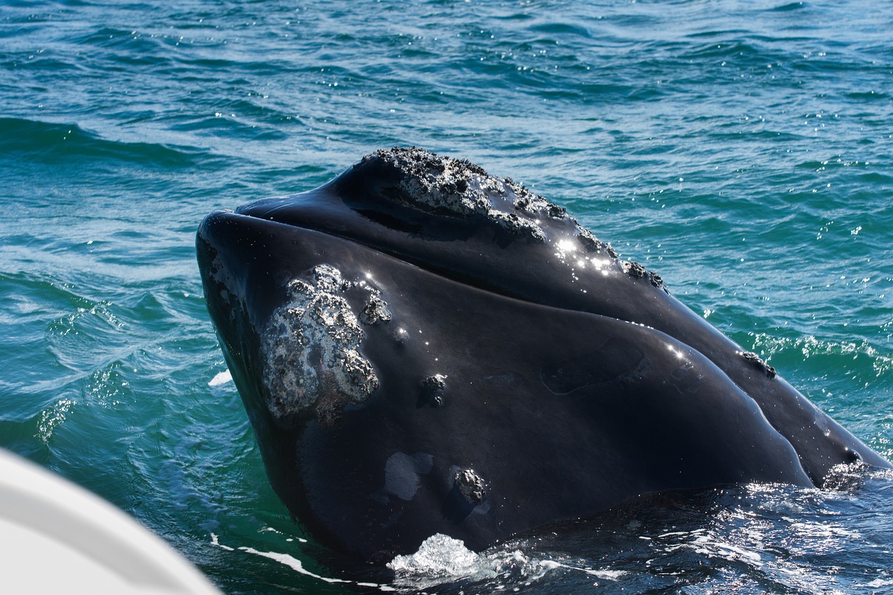 Right whale