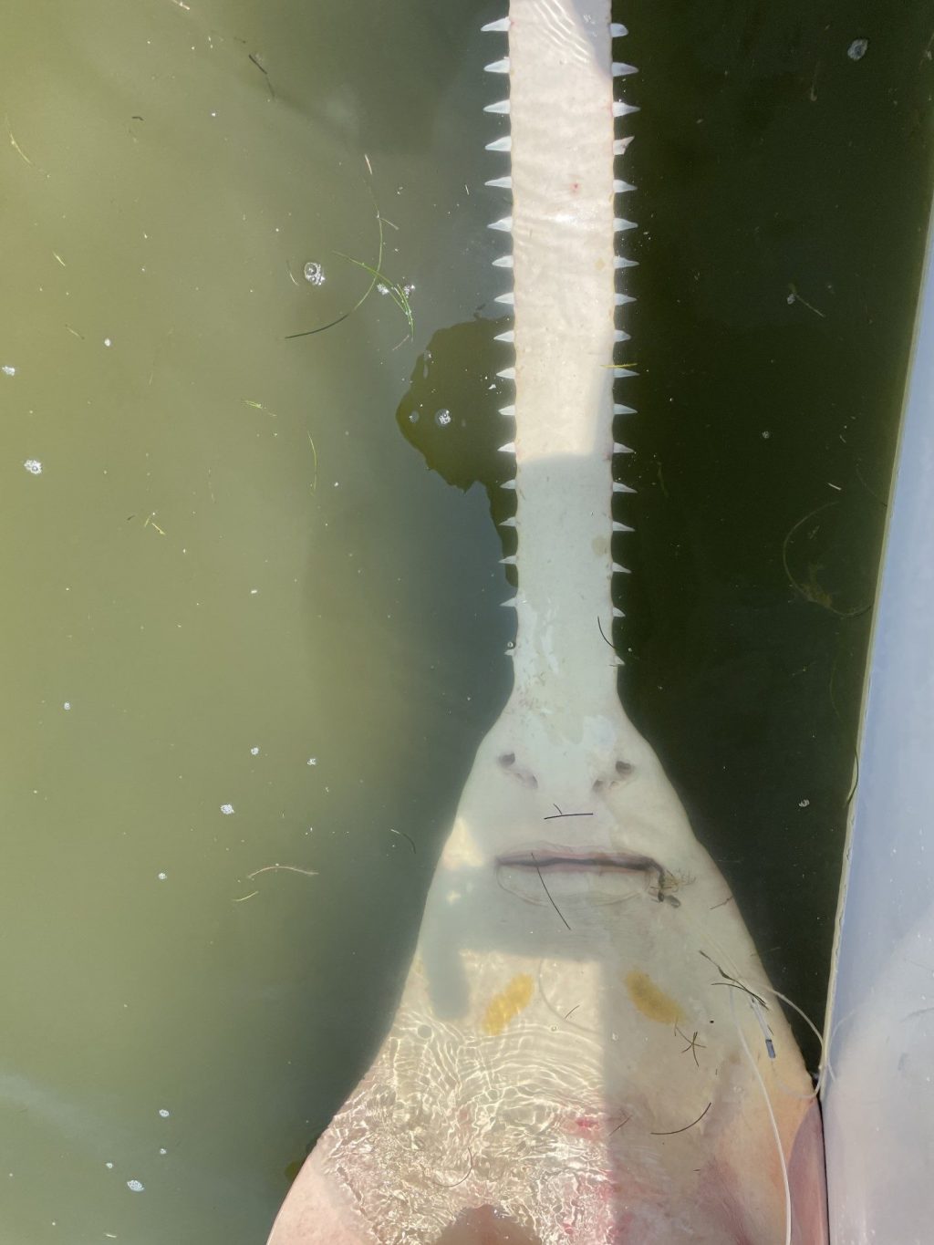 Sawfish in Cedar Key