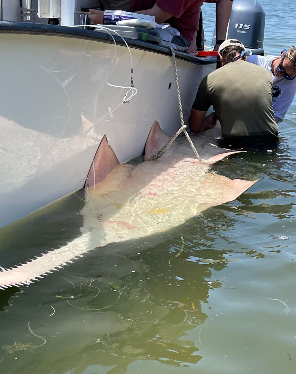 Researchers applying a tagging device to a Sawfish