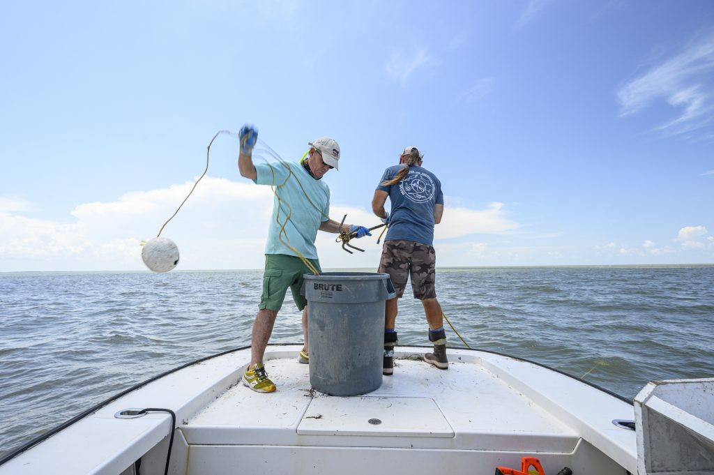 Deploying lines to catch small sharks for students to inspect
