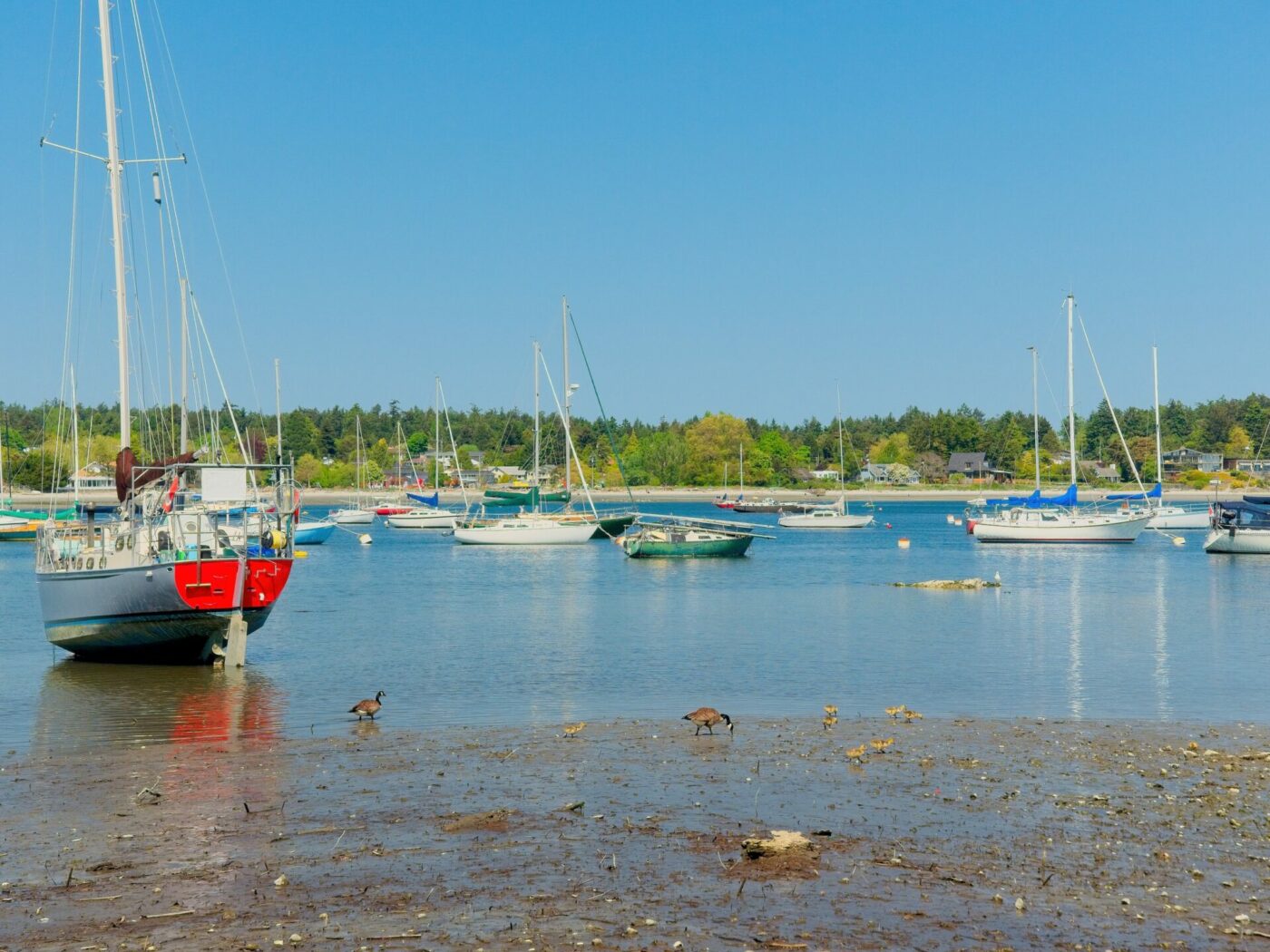 Cadboro Bay, like other popular anchorages, is often crowded with boats on moorings.