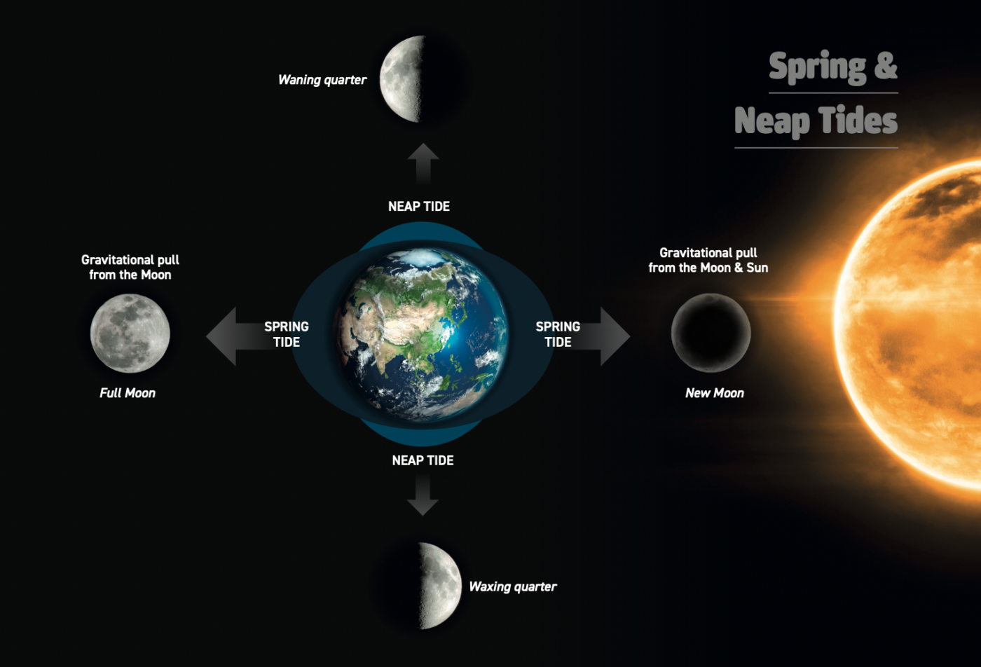 Spring and neap tides visual