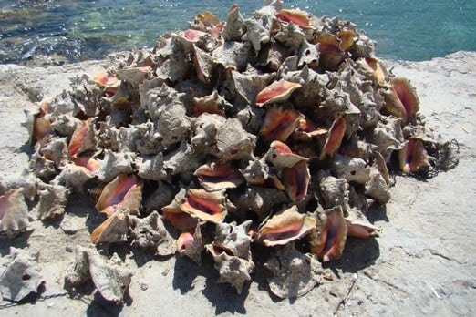 A conch shell pile in Gregory Town
