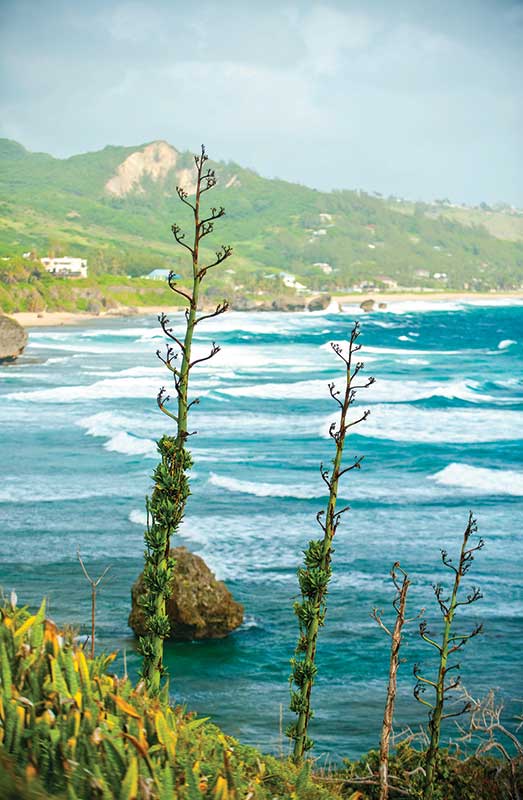 Cattlewash Beach. The wild east coast of Barbados north of the village of Bathsheba is a long stretch of sand where the ‘white horses’ – thundering Atlantic waves – finally hit land after traveling all the way from Africa.