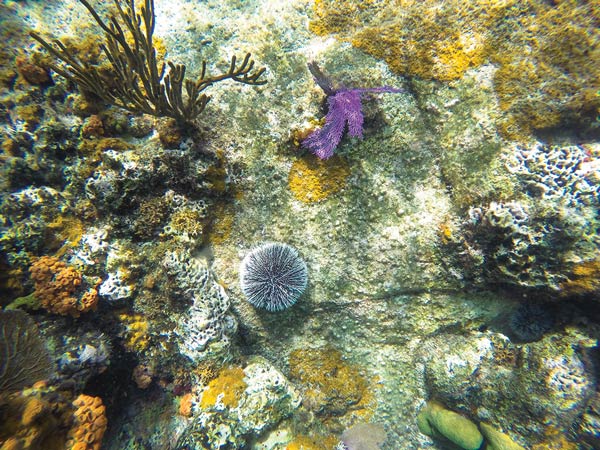 The colorful corals and sea life on the ocean floor of Virgin Gorda Island.
