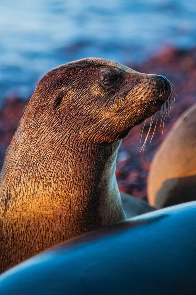 Galapagos, sea lion