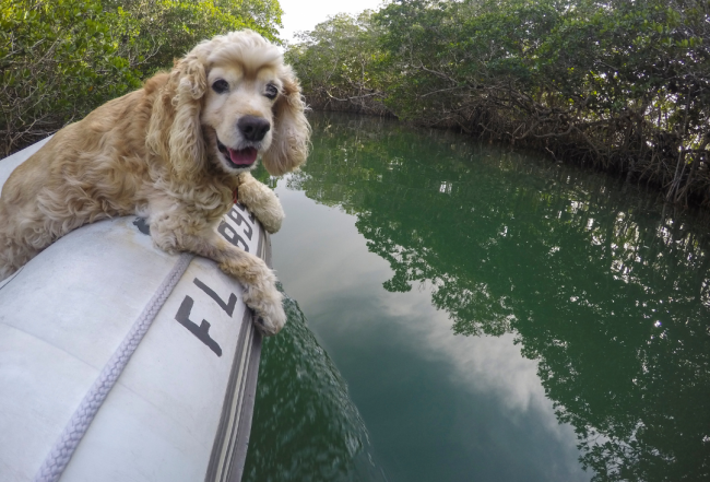 Pet boating in the Florida Keys