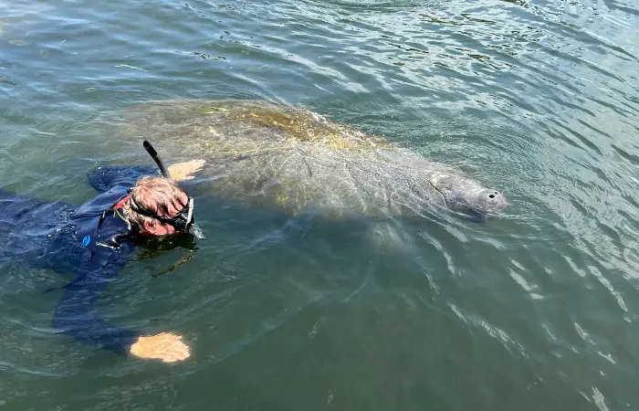 Swimming with manatees, Crystal River