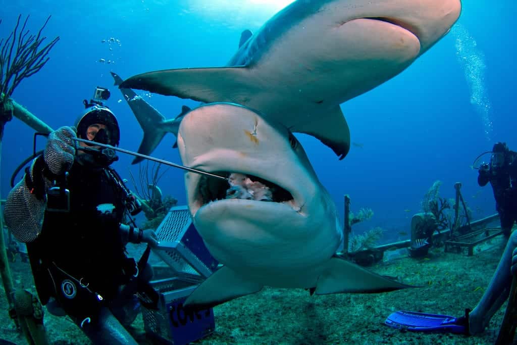 Sharks in the Bahamas, The Big 5 Shark Breeds, Tiger Sharks, Bull Sharks, Silly Sharks, Oceanic White Tip