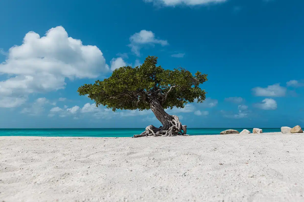 Iconic Fofoti tree at Eagle Beach in Aruba
