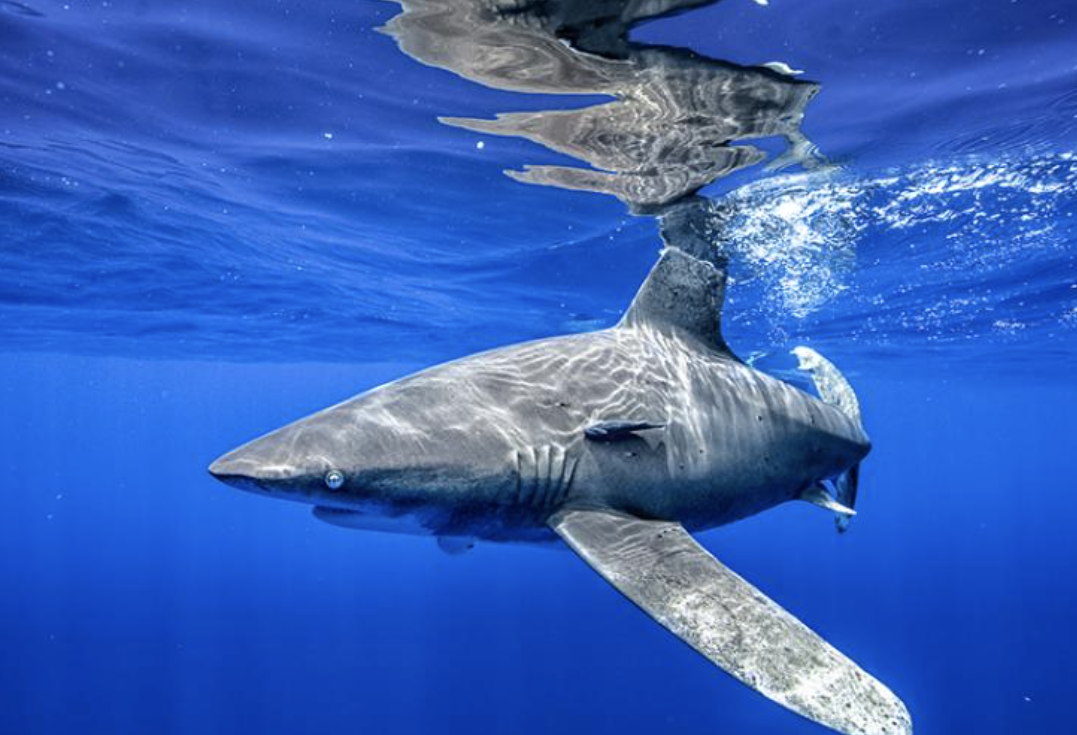 Sharks in the Bahamas, The Big 5 Shark Breeds, Tiger Sharks, Bull Sharks, Silly Sharks, Oceanic White Tip