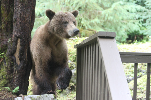 Alaskan Cruise- Meridian 580