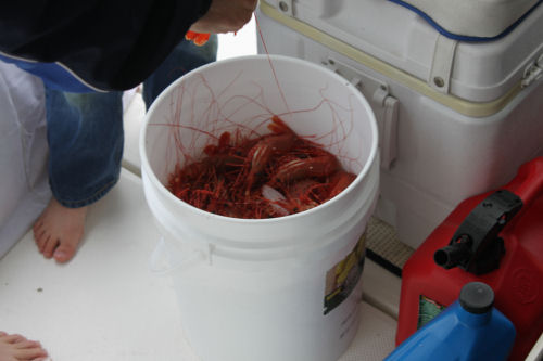 Alaskan Cruise- Meridian 580