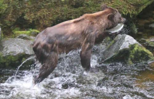 Alaskan Cruise- Meridian 580