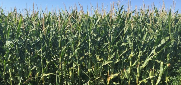 Corn Ethanol May Not pricing