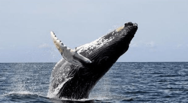 humpback whale breeching water