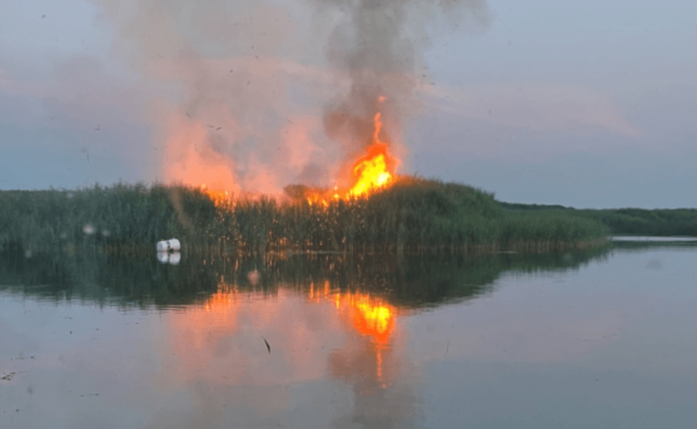 A fire in a Marsh