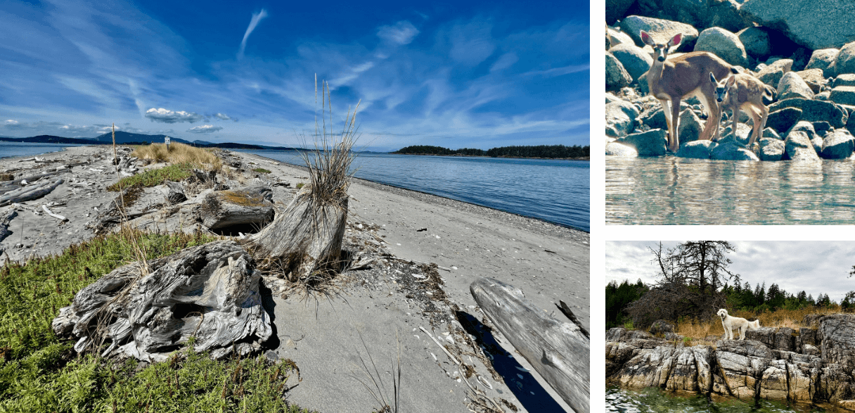 Left, a lonely beach within the Sound. Above right, some local wildlife come to the shoreline. Lower right, the Doxons’ dog shares their pleasure, exploring the shoreline