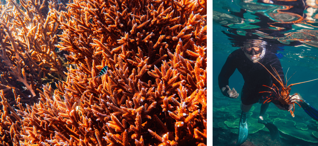 Diving among the spectacular sea life around the Abrolhos islands