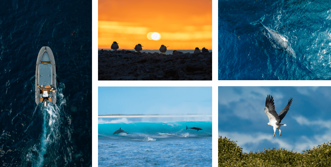 Nature at rest and play around the Abrolhos. The Yewers’s spotted whales throughout their voyage. The dolphins were seen in the surf on the outer edge of the reef while the osprey (bottom right) filled its nest with rope, shells, sandals and carcasses.