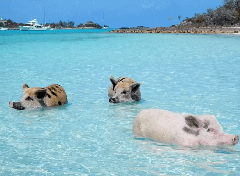 famous swimming pigs