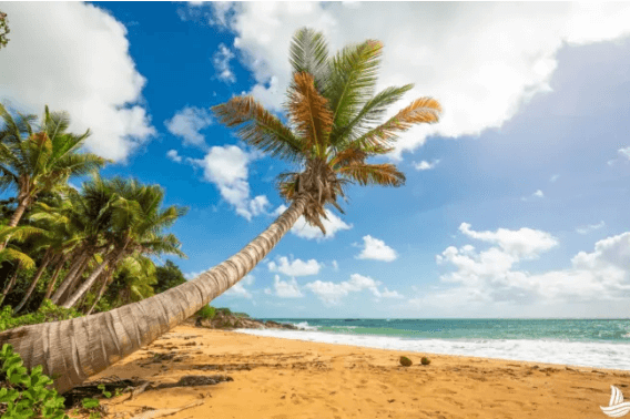 Palm tree on the beach