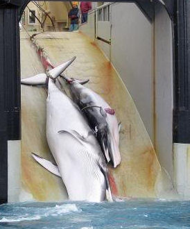 Mother Whale with Calf