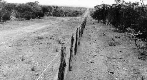 Rabbit Proof Fence