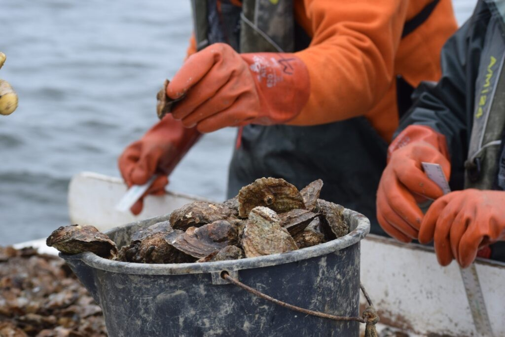Oysters measured by Department of Natural Resources staff as part of the annual fall survey