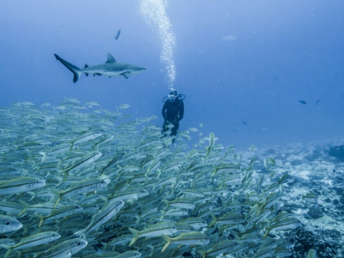 Ellen watches a gray reef shark over a ball of goatfish at Garuae Pass Fakarava