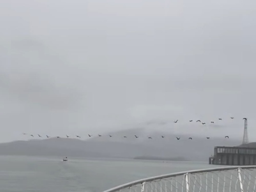 birds flying over boat and Chattanooga