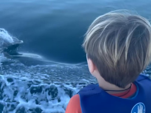 Boomershines and Dolphins