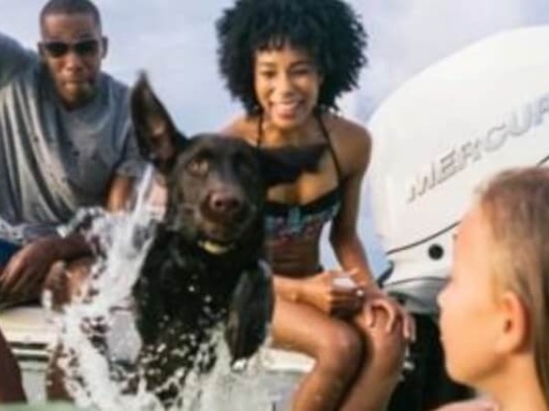 dog jumping from boat to water