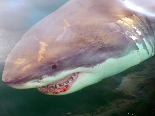 Great White Shark, Massachusetts