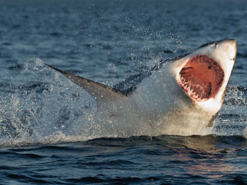 shark attack, shark bite, great white shark