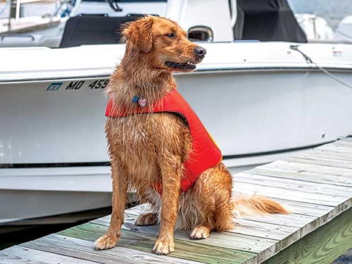 dog wearing lifejacket, canine lifejacket