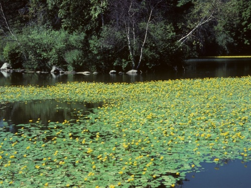 Aquatic Invasive Species