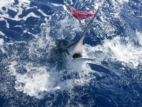 marlin in ocean, fish on line, fighting a fish