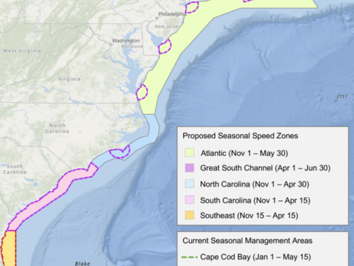 NOAA, Atlantic Speed limit, Action, Government, Boating Lifestyle