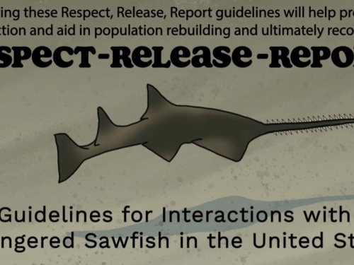 sawfish guidelines