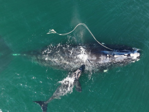 Right whale with calf in North Atlantic