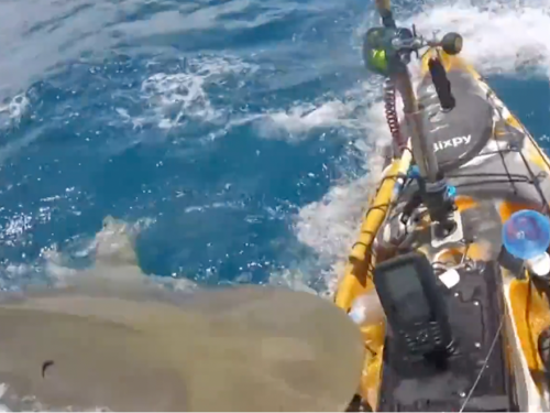 Bull Shark Attacks Kayak