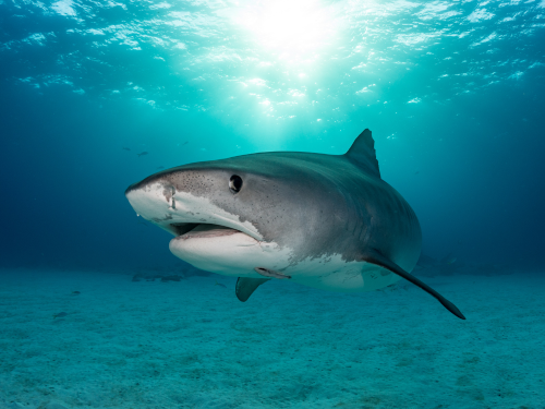 Commercial Fishing Driving Some Sharks to Extinction