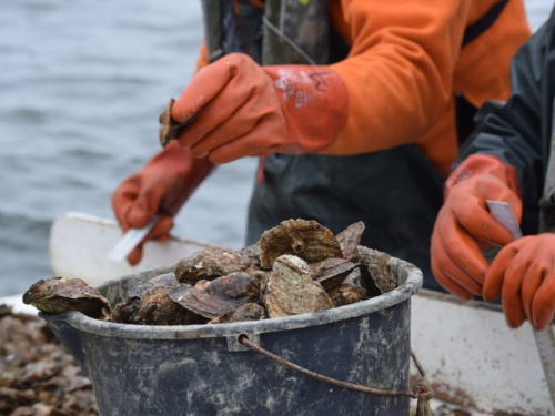 Oysters measured by Department of Natural Resources staff as part of the annual fall survey