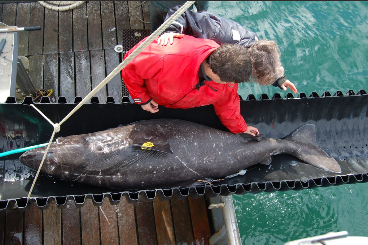 Tagging a Pacific sleeper shark
