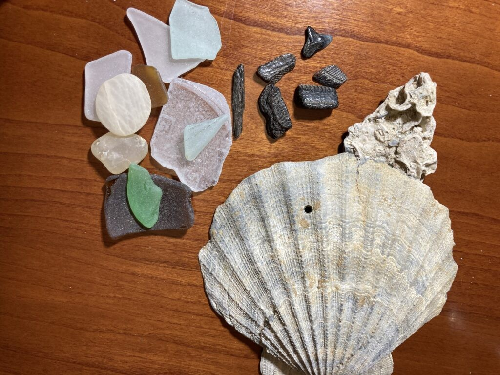 Beachcombing - shells