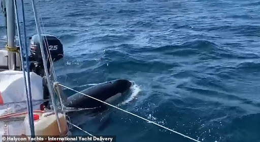 Orcas Ramming Boats Off The Spanish Coast Boattest